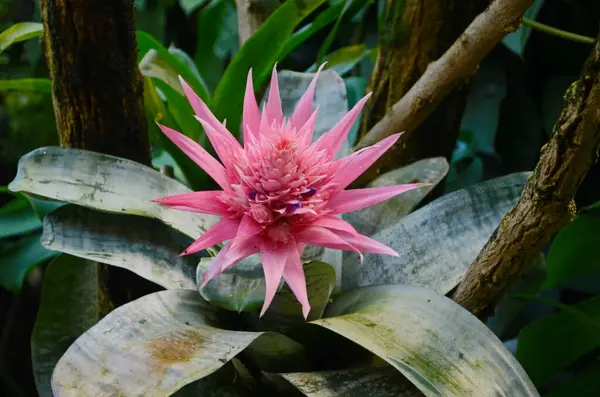 Gümüş Vazo Tesisleri (Aechmea Fasciata Enfeksiyonu), Çiçek Başı Yaklaş