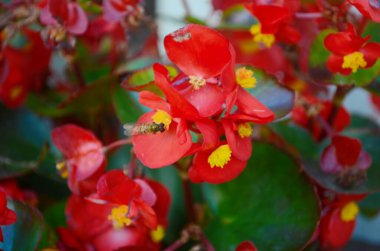 Kırmızı begonya çiçekleri kırmızımsı yeşil yapraklara sahiptir ve kırmızı saplar bahçede güzel çiçek açarlar..