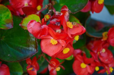 Kırmızı begonya çiçekleri kırmızımsı yeşil yapraklara sahiptir ve kırmızı saplar bahçede güzel çiçek açarlar..
