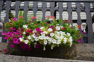 Pembe ve beyaz surfinya petunyaları, terastaki siyah kaptaki dolgu ve çıkıntılardır. İnce Meksika tüyü otları ise gerilim filmidir.