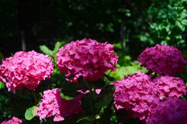 Küçük beyaz çakıl taşları serpiştirilmiş bir çiçek tarlasında çiçek açan büyük pembe ortanca çiçekleri. Arka planda, dekoratif beyaz bir çit var..