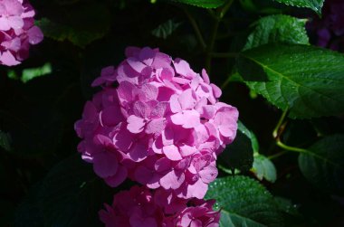 Küçük beyaz çakıl taşları serpiştirilmiş bir çiçek tarlasında çiçek açan büyük pembe ortanca çiçekleri. Arka planda, dekoratif beyaz bir çit var..