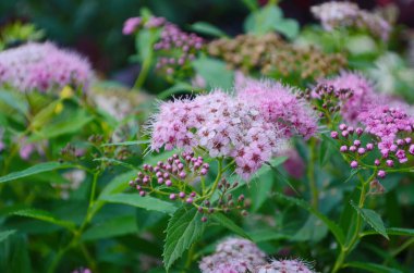 Spiraea japonica. Japon spirea 'sı ya da bahçedeki çayırtatlısı.