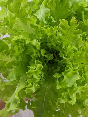 green lettuce leaves on white background for salad