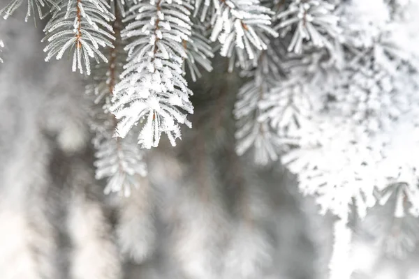 Árvore Abeto Natal Coberta Geada Durante Dias Frios Inverno — Fotografia de Stock