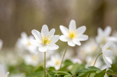 White willows in spring in clear sunlight in close-up