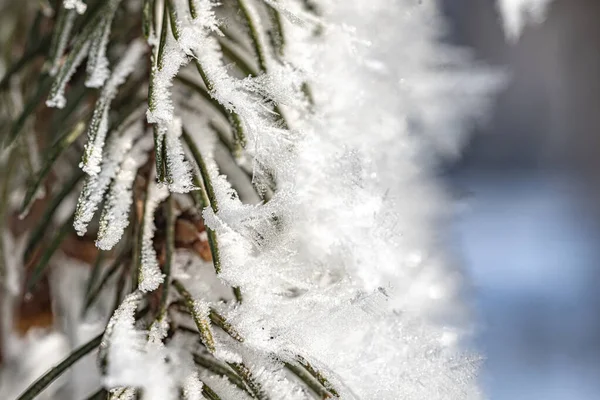 Frost Tree Branches Local Park Closeup Frozen Tree — Foto de Stock