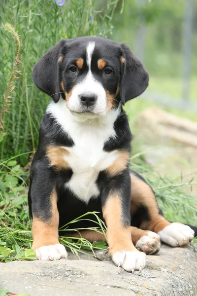 庭の大きなスイスの山犬の素晴らしい子犬 — ストック写真