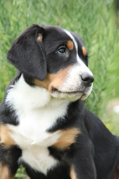 Portrait Greater Swiss Mountain Dog Puppy Spring — Stockfoto