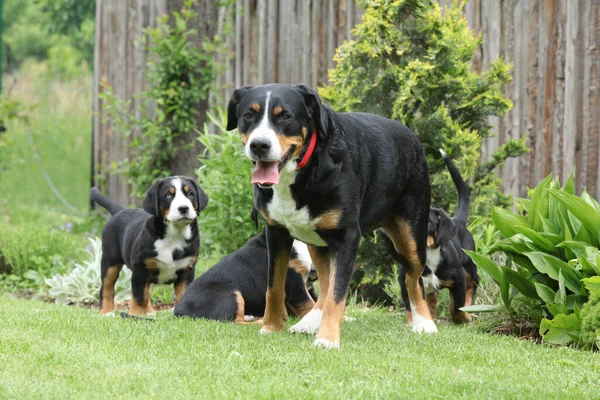 Bitch Greater Swiss Mountain Dog Its Puppies Garden — Stock Photo, Image