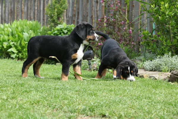 Puppies Greater Swiss Mountain Dog Playing Garden — Zdjęcie stockowe