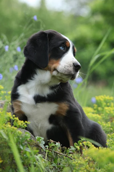 Amazing Puppy Greater Swiss Mountain Dog Garden — Photo