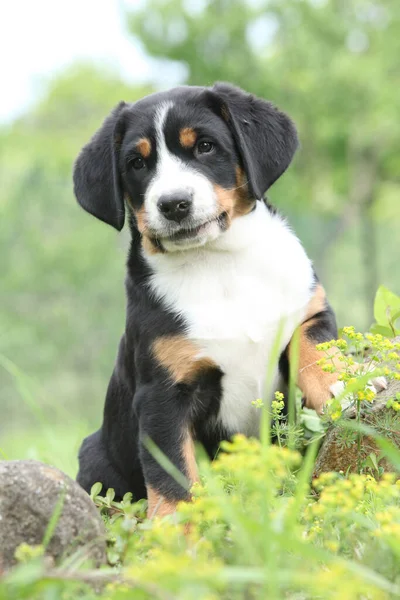 Increíble Cachorro Gran Perro Montaña Suizo Jardín — Foto de Stock