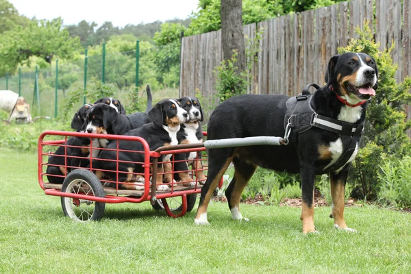 Bitch Greater Swiss Mountain Dog Its Puppies Dogcart — Stock fotografie