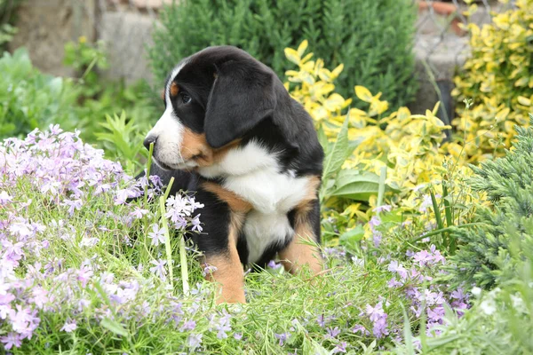 大瑞士山狗的神奇小狗在花园里 — 图库照片