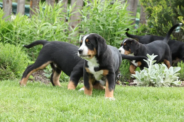 Puppies Greater Swiss Mountain Dog Playing Garden — Photo