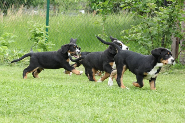 Puppies Greater Swiss Mountain Dog Playing Garden — Stockfoto