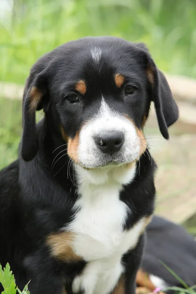 Portrait Greater Swiss Mountain Dog Puppy Spring — Zdjęcie stockowe