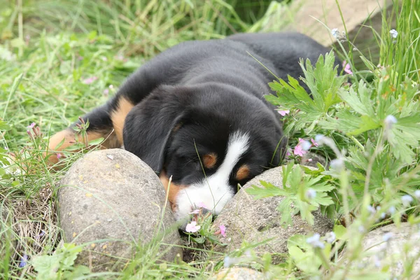 Büyük Sviçre Dağ Köpeği Nin Sevimli Yavrusu Bahçede Yatıyor — Stok fotoğraf