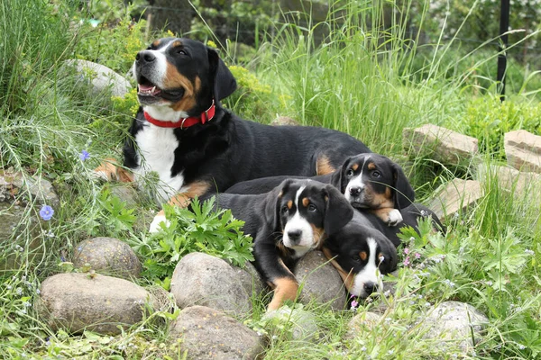 Bitch Greater Swiss Mountain Dog Its Puppies Garden — ストック写真
