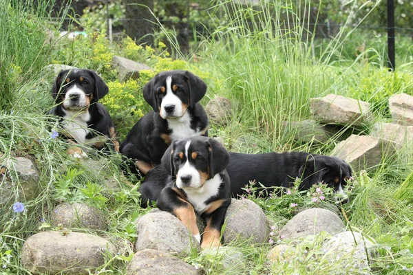 Cachorros Del Gran Perro Montaña Suizo Jugando Jardín — Foto de Stock