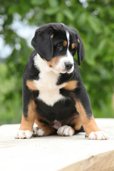 Adorable Puppy Sitting Table Greater Swiss Mountain Dog — Stock Photo, Image