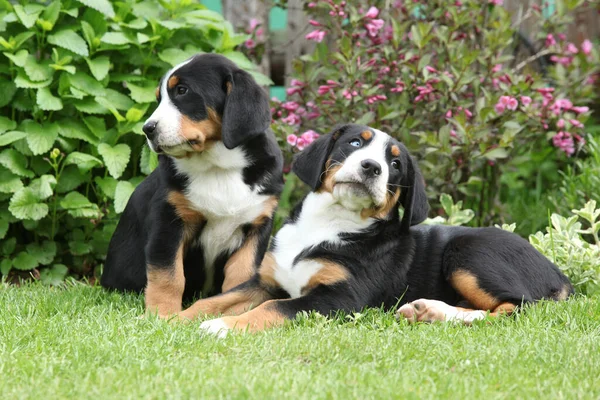 Puppies Greater Swiss Mountain Dog Together Garden — Zdjęcie stockowe