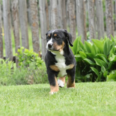 Büyük İsviçre Dağ Köpeğinin Yavrusu bahçede