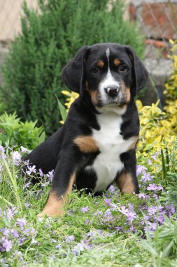 Büyük İsviçre Dağ Köpeği 'nin muhteşem yavrusu bahçede.