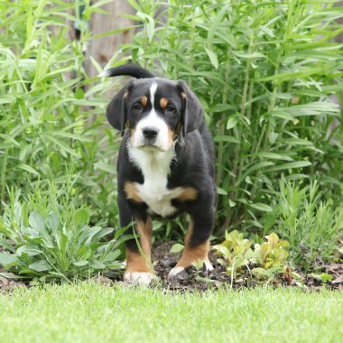 Büyük İsviçre Dağ Köpeğinin Yavrusu bahçede