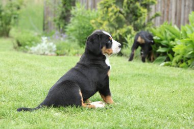 Büyük İsviçre Dağ Köpeği 'nin muhteşem yavrusu bahçede.