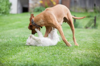 Big rhodesian ridgeback playing with small maltese dog in the garden