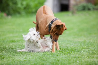 Big rhodesian ridgeback playing with small maltese dog in the garden