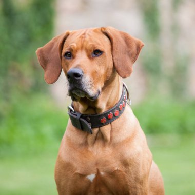 Portrait of amazing Rhodesian Ridgeback in the garden