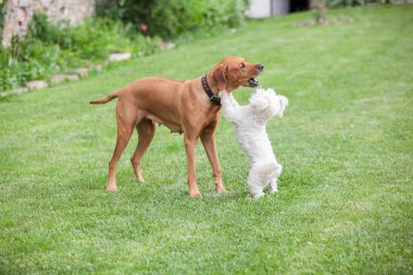 Big rhodesian ridgeback playing with small maltese dog in the garden