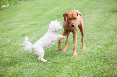 Big rhodesian ridgeback playing with small maltese dog in the garden