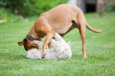 Big rhodesian ridgeback playing with small maltese dog in the garden