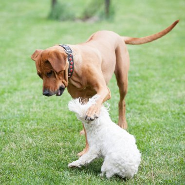 Big rhodesian ridgeback playing with small maltese dog in the garden