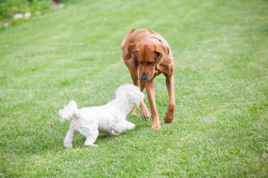 Big rhodesian ridgeback playing with small maltese dog in the garden