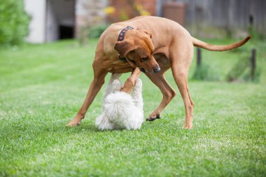 Big rhodesian ridgeback playing with small maltese dog in the garden