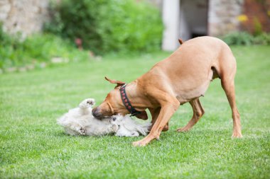 Big rhodesian ridgeback playing with small maltese dog in the garden