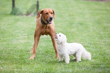 Big rhodesian ridgeback playing with small maltese dog in the garden
