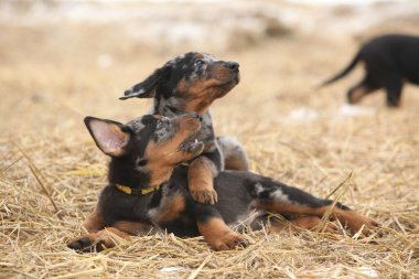 Puppy of Beauce shepherd dog in winter