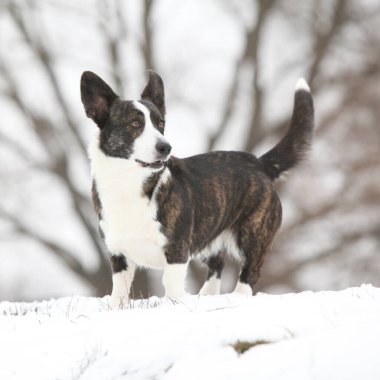 Kışın hareket eden güzel bir corgi hırkası.
