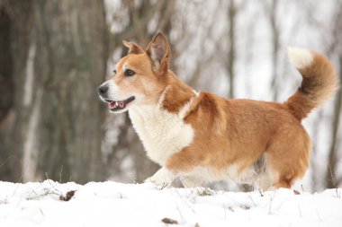 Kışın hareket eden güzel bir corgi hırkası.