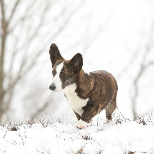 Schöne Walisische Corgi Strickjacke Zieht Winter — Stockfoto