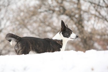 Kışın hareket eden güzel bir corgi hırkası.