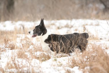 Kışın hareket eden güzel bir corgi hırkası.