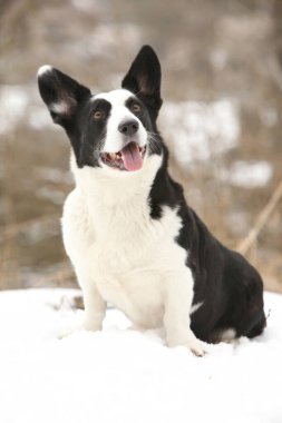 Kışın kar altında güzel bir corgi hırkası.