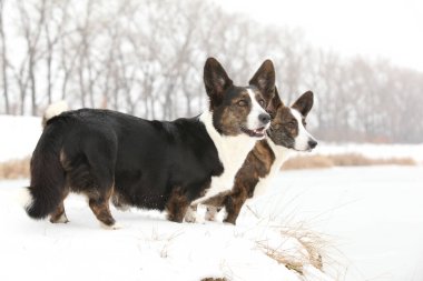 Kışın kar altında güzel bir corgi hırkası.